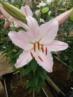 [4422 PO22 Bassino No02.JPG]